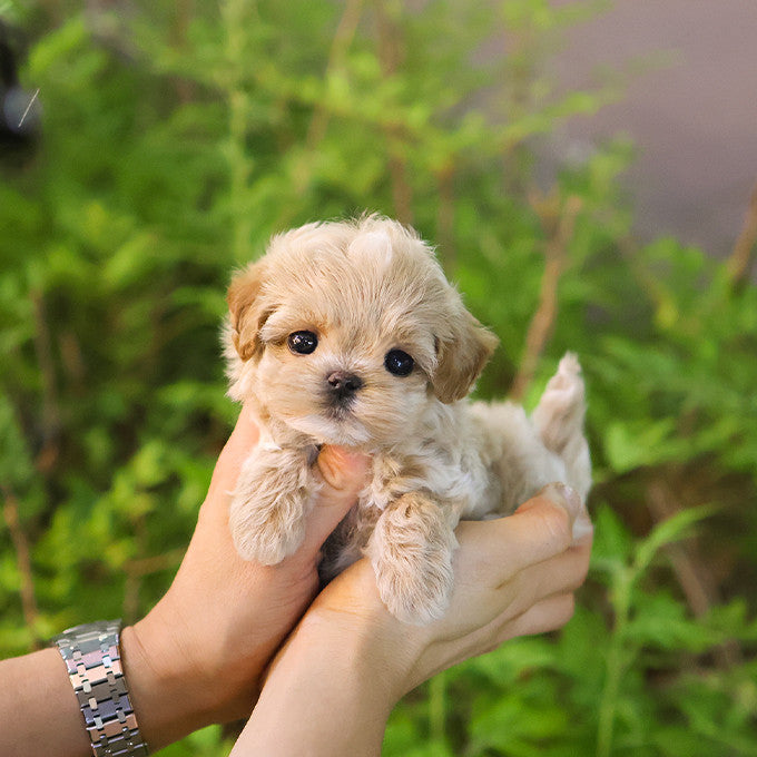 Maltipoo - Bonggu (Male)