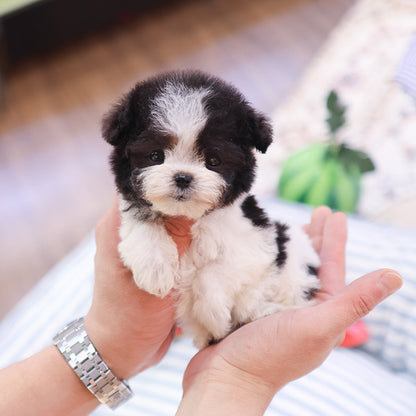 Poodle - Qua (Female)