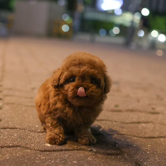 Poodle - Chaka (Female)