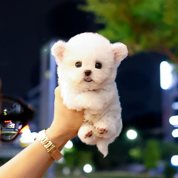 Bichon Frise - Jjiljjil (Male)
