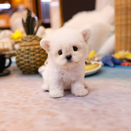 Bichonfrise - Baji (Male)