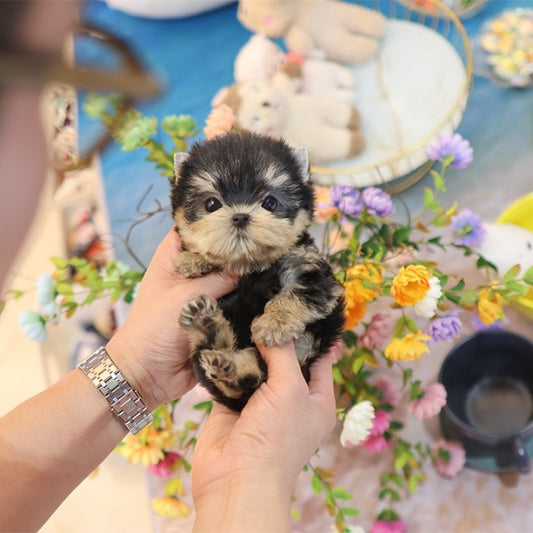 Yorkshireterrier - Sapi (Female)