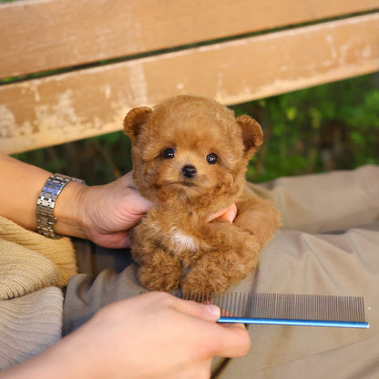 Poodle - Aro (Female)