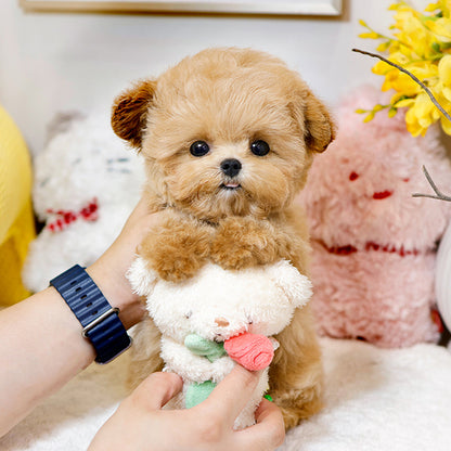 Maltipoo - Poket (Male)