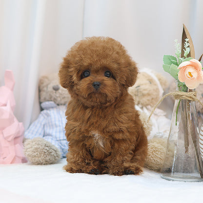 Poodle - Kungji (Male)