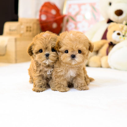 Maltipoo - Jeonggwa (Male)