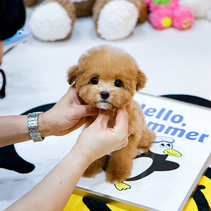 Poodle - Syupeo (Male)