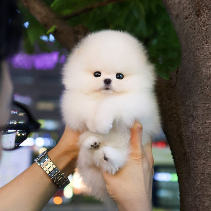 Pomeranian - Deurim (Male)