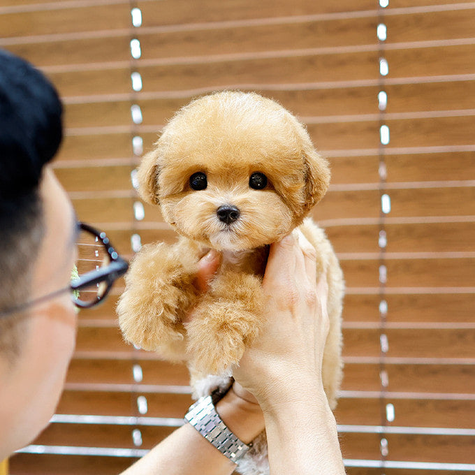 Poodle - Syupeo (Male)