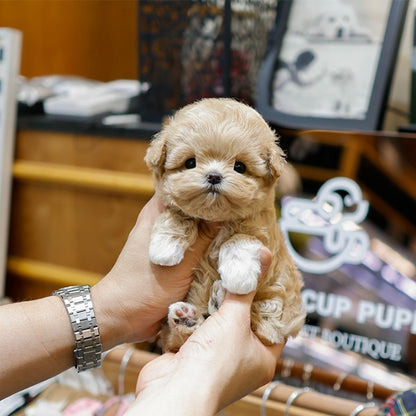 Maltipoo - Arong (Female)