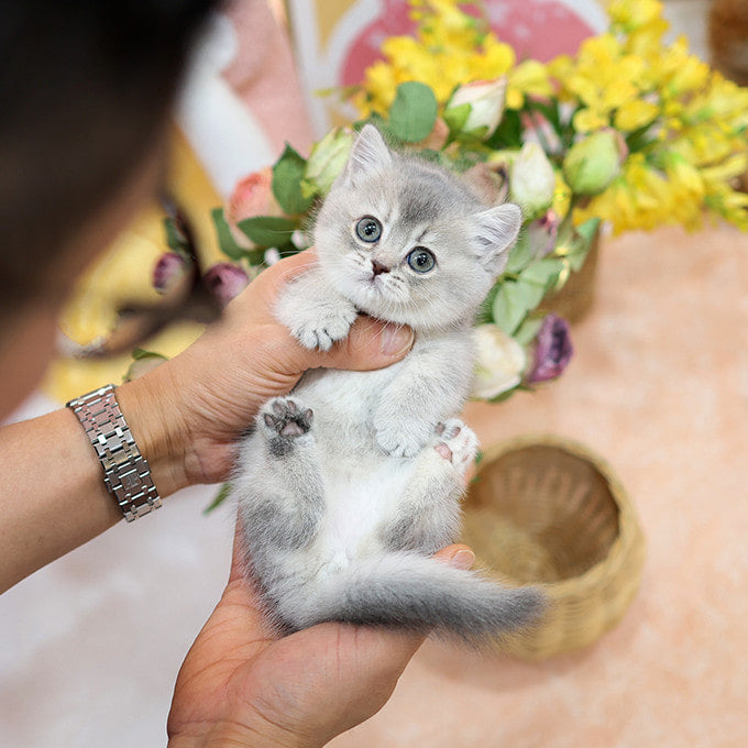 Munchkin - Ongi (Female)