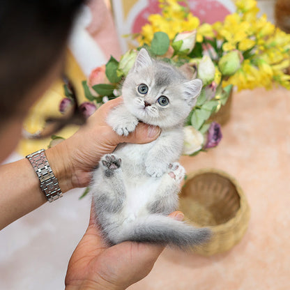 Munchkin - Ongi (Female)