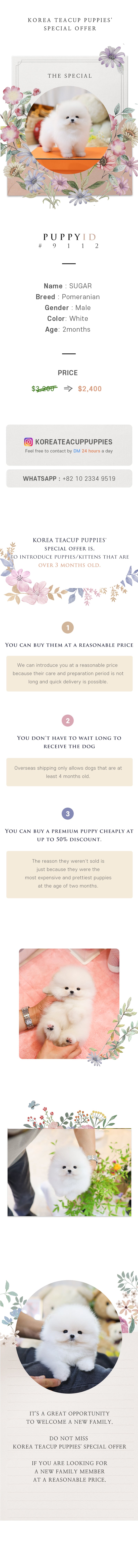 Pomeranian - Sugar (Male)