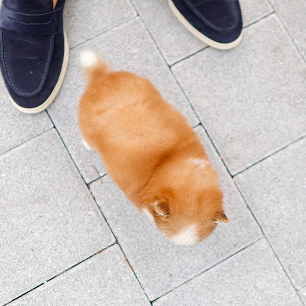 Pomsky - Pogeun (Female)