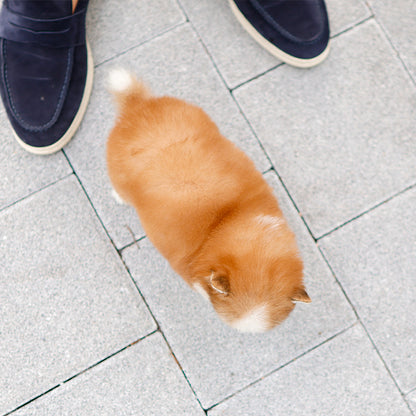 Pomsky - Pogeun (Female)