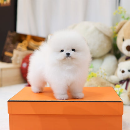 Pomeranian - Sugar (Male)