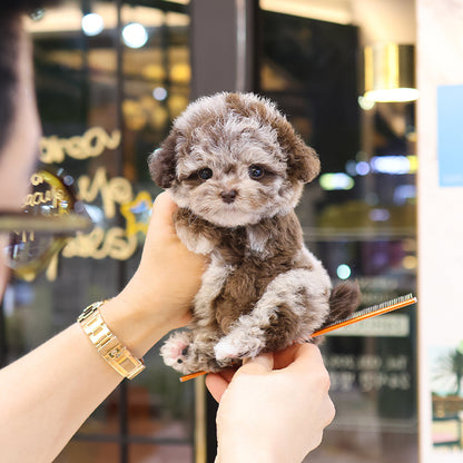 Poodle - Ppukku (Male)