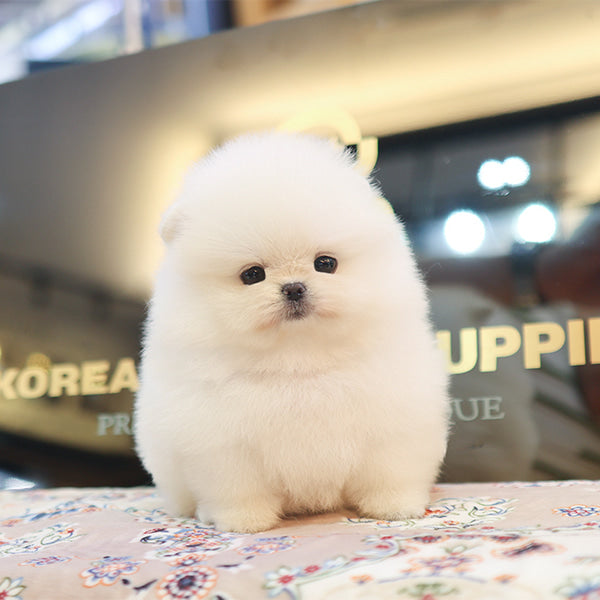 Pomeranian - Ppiyak (Female)