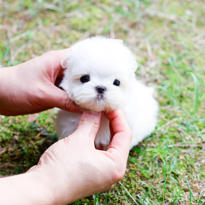 Maltese - Jjongtteok (Male)