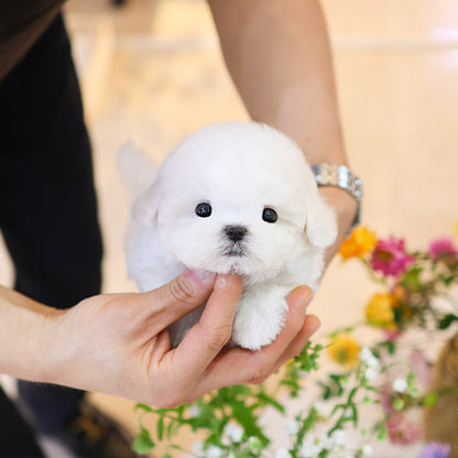 Bichinfrise - Bona (Male)