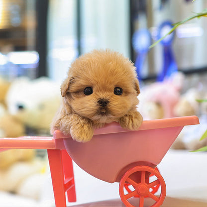 Maltipoo - Reo (Female)