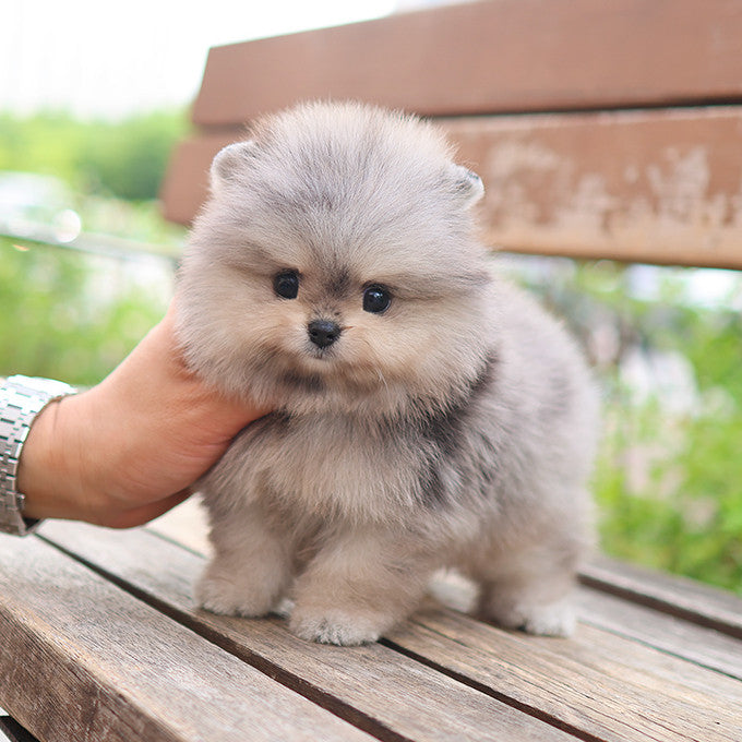 Pomeranian - Sio (Male)