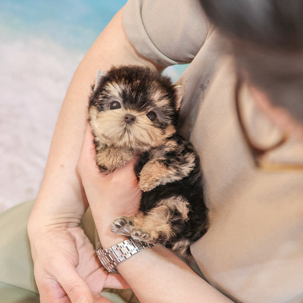 Yorkshireterrier - Sapi (Female)