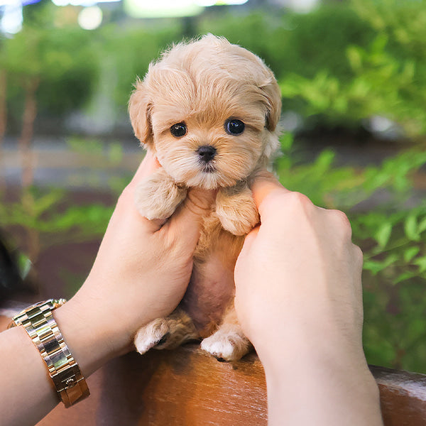 Maltipoo - Yuja (Female)