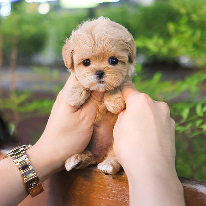 Maltipoo - Yuja (Female)