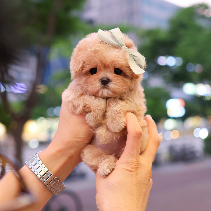 Maltipoo - Mandu (Female)