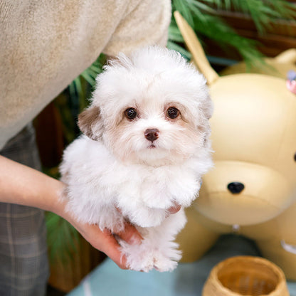 Poodle - Echi (Male)