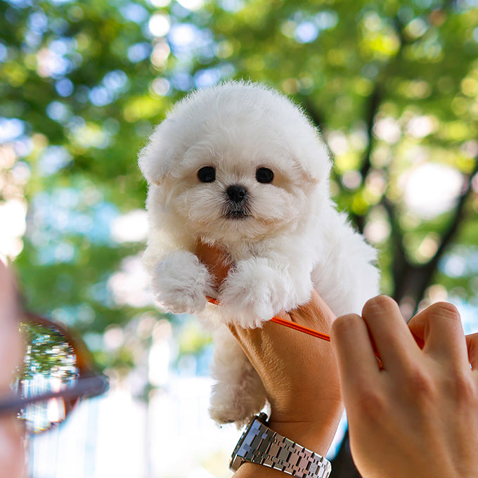 Bichon Frise - Nobin (Male)