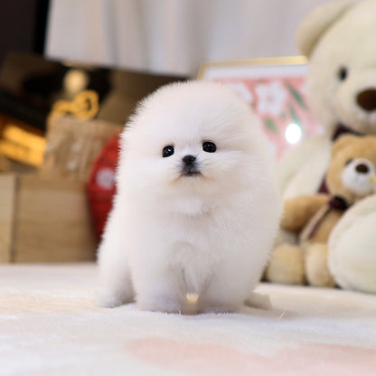 Pomeranian - Yeonhui (Female)