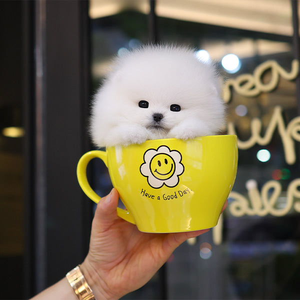 Pomeranian - Bboro (Male)