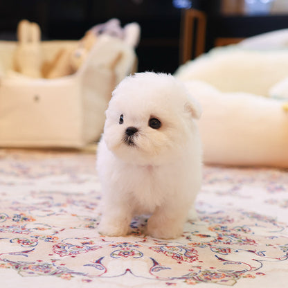 Bichon frise - Rosa (Female)