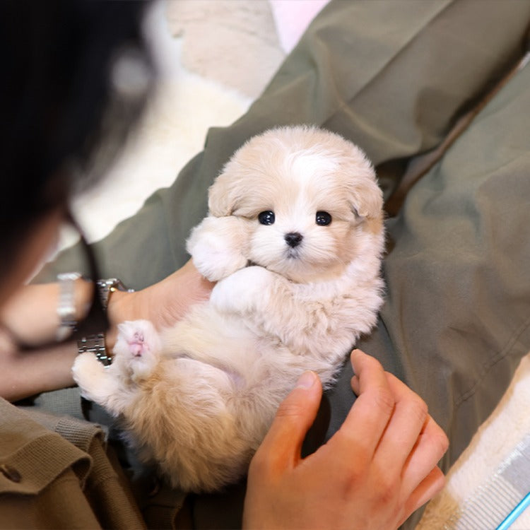 Maltipoo - Daengdaeng (Male)