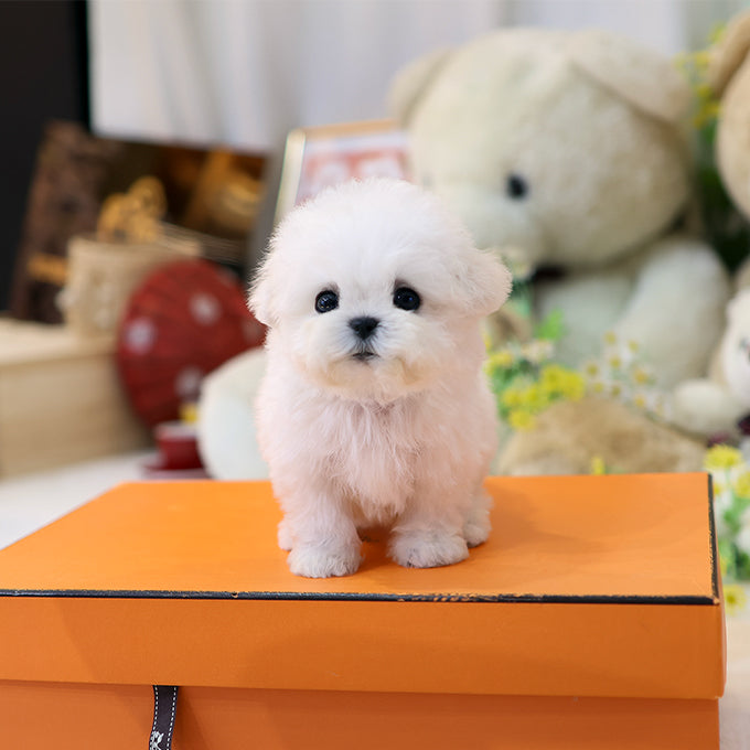 Bichon Frise - Sommung (Female)