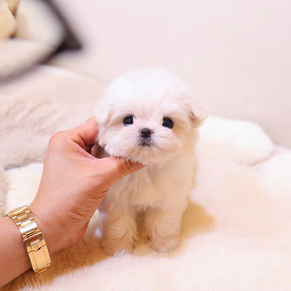 Maltese - Uni (Female)