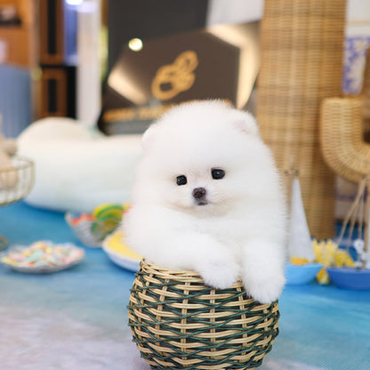 Pomeranian - Bona (Female)