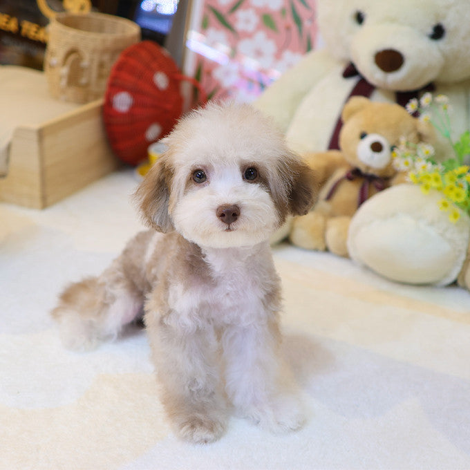 Poodle - Macao (Male)