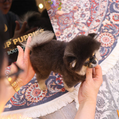 Pomeranian - Nabi (Female)