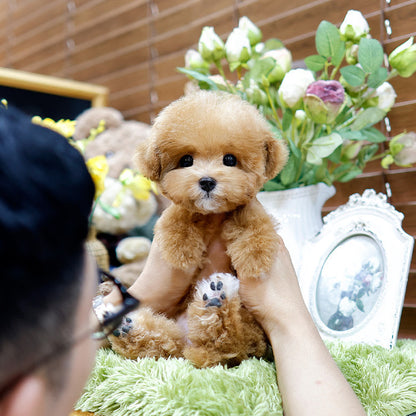 Poodle - Syupeo (Male)