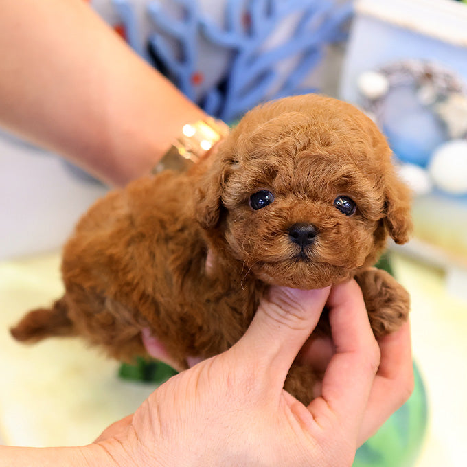 Poodle - Sepin (Female)