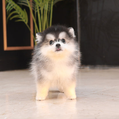 Pomsky -  Ska (Male)