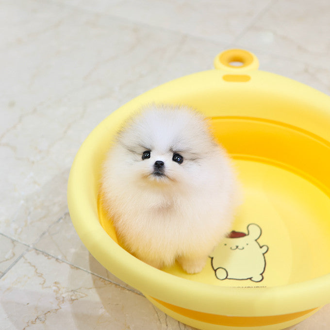 Pomeranian - Popo (Female)