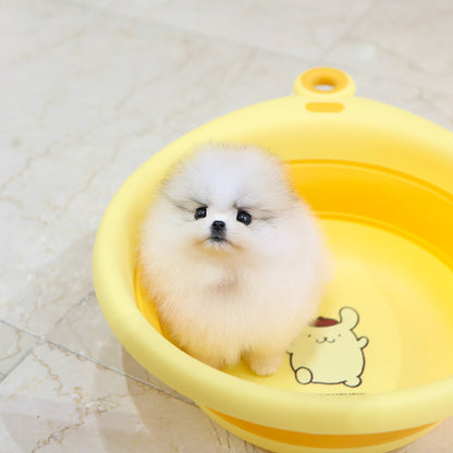 Pomeranian - Popo (Female)