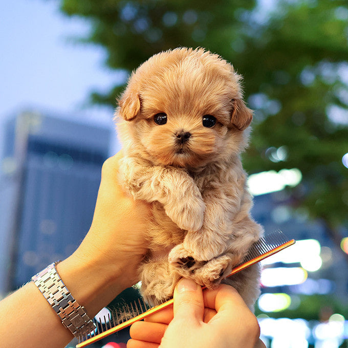 Maltipoo - Ttallang (Male)