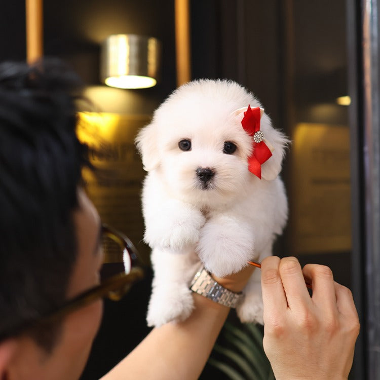Coton de Tulear - Chiki (Male)