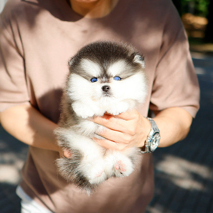 Pomsky - Ppodong (Male)