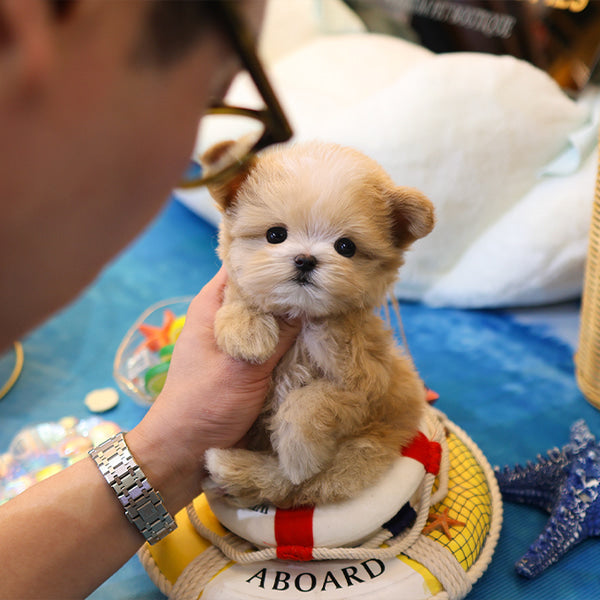 Maltipoo - Sasem (Male)